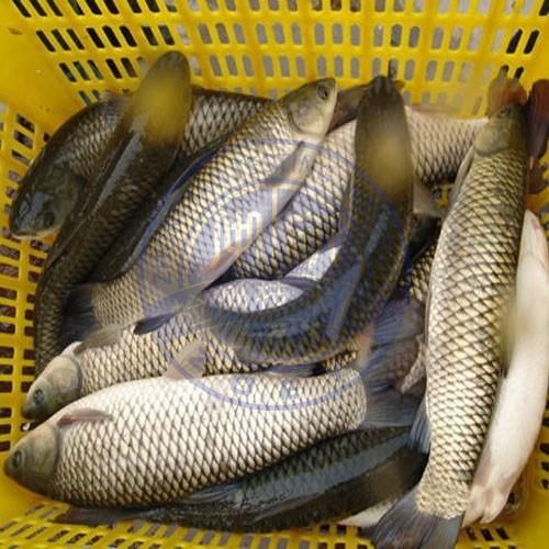 养殖鱼检测